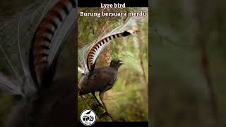 Lyre bird #lyrebird #burung #kicaumaniabird