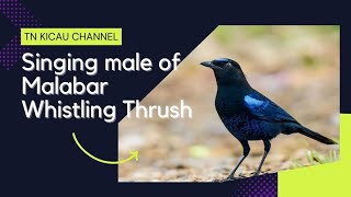 Singing male of Malabar Whistling Thrush