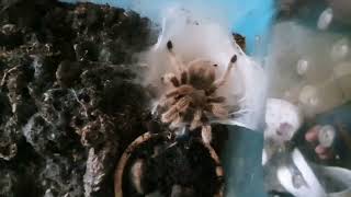 How do tarantulas lay their eggs?