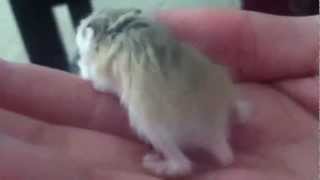 Baby Roborovski Hamster