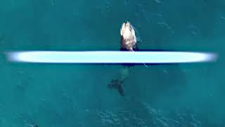 Humpback Whales Breaching