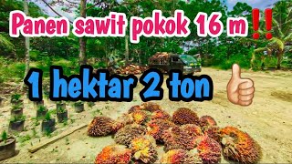 kebun tua‼️sawit banyak tumbang sendiri➡️ hati hati ber bahaya(fokus) #sawit #video #petani