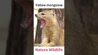 Yellow mongoose  #animals