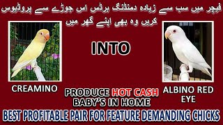 فیچر میں سب سے زیادہ دمنڈنگ برڈس | CREAMINO TO ALBINO LAGAYN OR 1 CLUTCH ME 1 LAKH TK KAMAYN | AABI