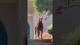 Dobermann europeu 🏆🇷🇺🇧🇷 #dog #music #dobermann #pet #puppy #doberma #doberman #dobermann #dogs #pets