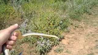 Διάσωση φιδιών στη Θεσσαλονίκη - Large Whip Snake rescue