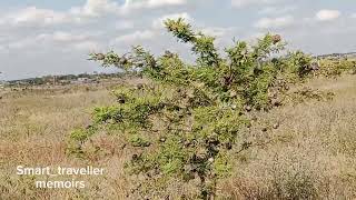 Did you Know the 3 unique Acacia trees in Matungulu West Machakos county Kenya-Africa?