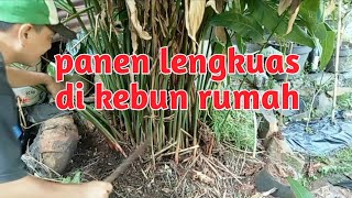 lengkuas ini umbinya banyak sekali bagaimna cara panen agar tidak merusak umbi yang lain