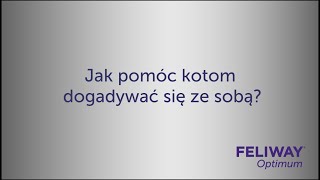 Jak pomóc kotom, zacząć się ze sobą dogadywać?