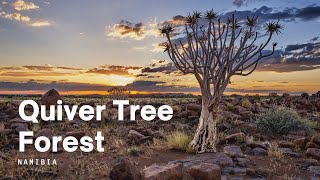 Quiver Tree Forest Namibia Keetmanshoop [4K]