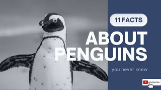 11 Awesome Facts about Penguins you never knew