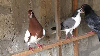 khaal shirazi Pigeons kabootar