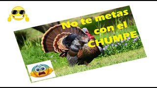 🚨🚨 No te metas con el CHUMPE 🦃🦃