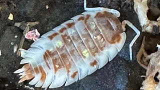 Creating Isopod Morphs with Derrick Niehaus