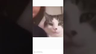 cat kisses its owner and blinks at the camera