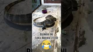 MONSTER GANAS‼️⚠️MAKAN NYA DOYAN TELOR❕#biawak #borneo #buaya #shorts #video