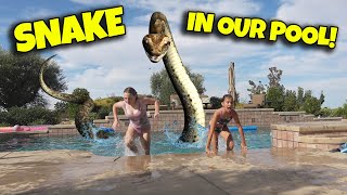 SNAKE IN OUR POOL!!! Feeding a Wild Snake! IT ATE MY PINKY!