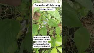 Kenalan Yuk!! Daun Gatal Papua!! #viralkan #kebun #daungatal #obat #obatherbal