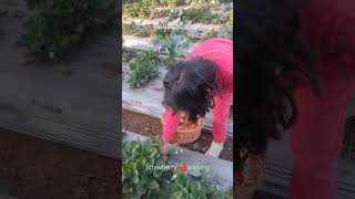 Mahabaleshwar trip picking up strawberries 🍓 #viral #ytshorts #trending #mahabaleshwar #outing 🍕🏠🎉