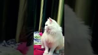 funniest cat's#funniestvideo #youtube.....