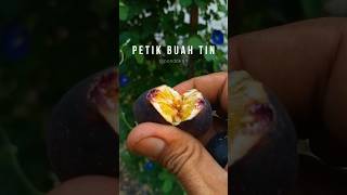 PETIK BUAH TIN TEROOZZZ... Matang pohon sampai retak, muanizzz