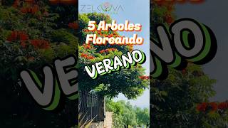 5 Árboles Floreando Actualmente🌳🌲‼️ #árboles #plantas #arbolesnativos #naturaleza #arboles #flores