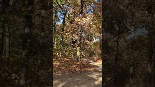 Crossroads in an Ancient Forest! #trail #nature #tree