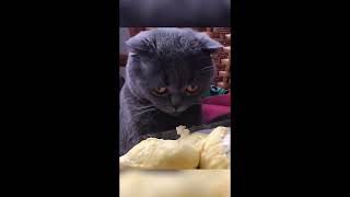 Cats Being Cats |Cats Cute Moments