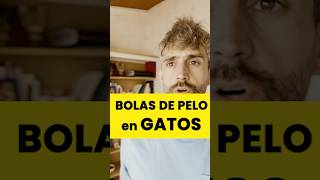 Sobre gatos y bolas de pelo