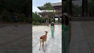 Nara deer park in Japan 🇯🇵 | #naradeerpark #japantraveller #japanvlog #nara #shorts