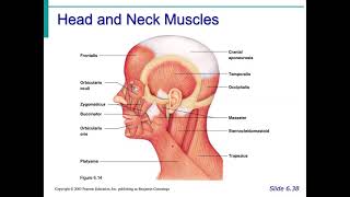 Muscular system Anatomy