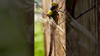 Nature's Toothed Guardians: Dragonflies and Their Beneficial Impact