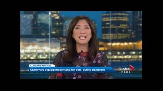 Global BC Shares BBB Tips To Avoid Pet Adoption Scams