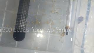 part 3 more than 200 babies from two female of peacock Cichlid