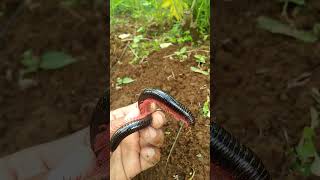 Ngerinya millipede kaki seribu🐛🐛.