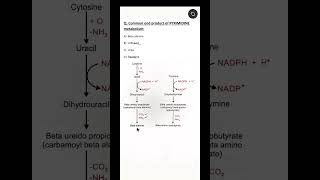 NEET PG #biochemistry MCQ || Pyrimidine || Beta alanine