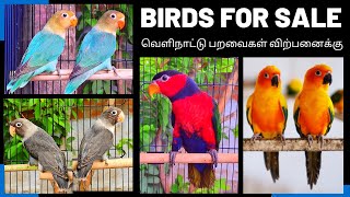 PETS FOR SALE | HAND TAMED  BIRDS @ CHEAP RATE  | கம்மி விலையில்  வெளிநாட்டு  பறவைகள்