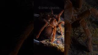 The infamous king Baboon! - We didn't see this girl for 4 years!!! #spider #tarantula #kingbaboon