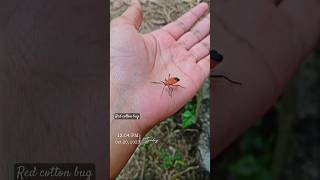 Cute bug on my hand #insects #bug #red #redcottonbug #cottonpest #pest