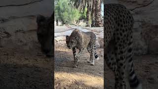 Sharjah Arabia’s WildLife Centre