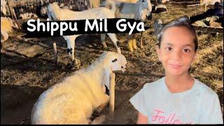 Phir Se Mandi Gay | Shippu Mil Gya | Janwar Mahenge | Maza Aya