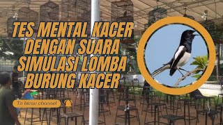 TES MENTAL KACER DENGAN SUARA simulasi LOMBA BURUNG KACER