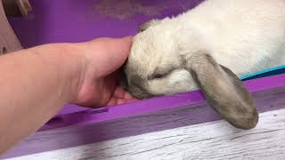 🐰Счастливый кролик. 💤Идея-планы по замене клетки и лотка Арианы