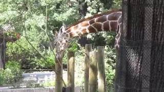 In Berliner Zoo