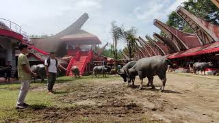 KEMEWAHAN Dan MAHALNYA Suatu Ritual Pemakaman Di TORAJA. Alm  Bapa Bunga P. & Ibu Maria Mantong