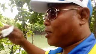 Dermaga pemberangkatan wisata hutan mangrove. Wisata Mengrove Pandansari Brebes Part 2