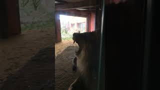 Brody’s Adventure time with the lions 🦁 at London Zoo #lion #wildlife #animals #animal