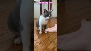 Cat 🐱 🐈 Training for Treat #catlover #cattraining #cattreats #catshorts #catvideos #shortvideo