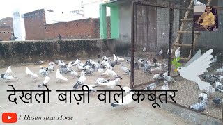 Sirsi Sadat  ||  Baazi Wale Kabootar  ||