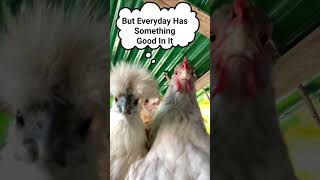 Feathers of Wisdom: Inspirational Quotes from Dancing Chickens #shorts #wisdom #quotes